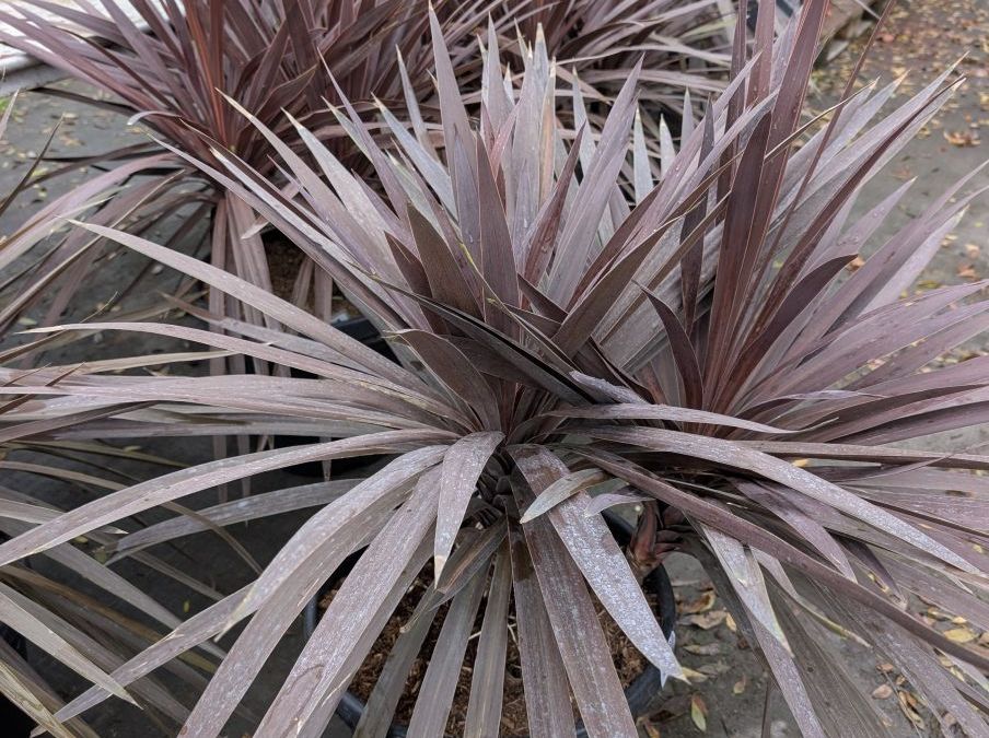 CORDYLINE-ROUGE MULTI TRONC 59€