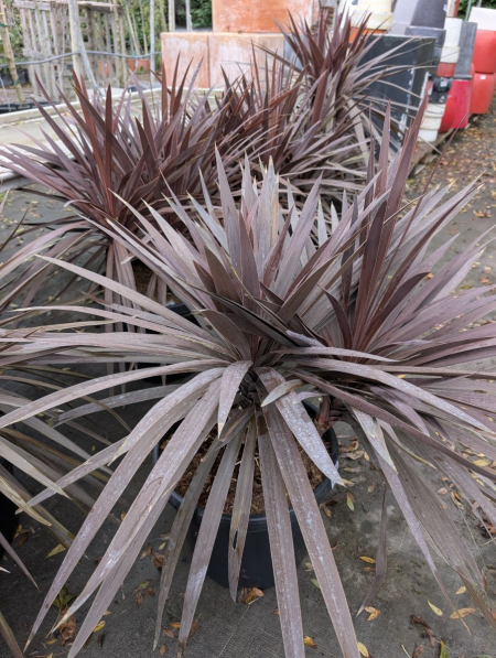 CORDYLINE-ROUGE MULTI TRONC 59€