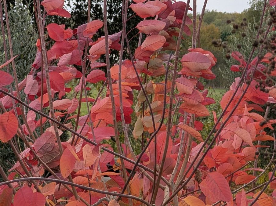COTINUS-GRACE   a partir de 19€