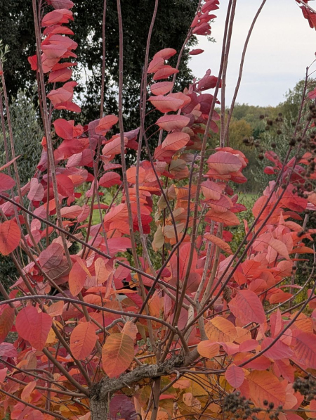 COTINUS-GRACE   a partir de 19€