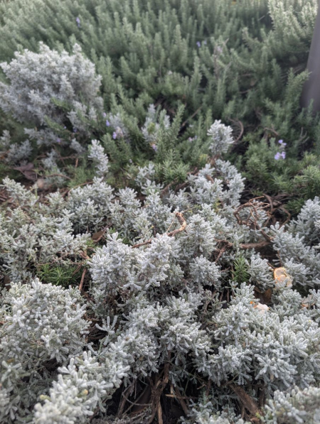 COUVRE-SOL-SANTOLINE-ROMARIN-COUVRE SOL