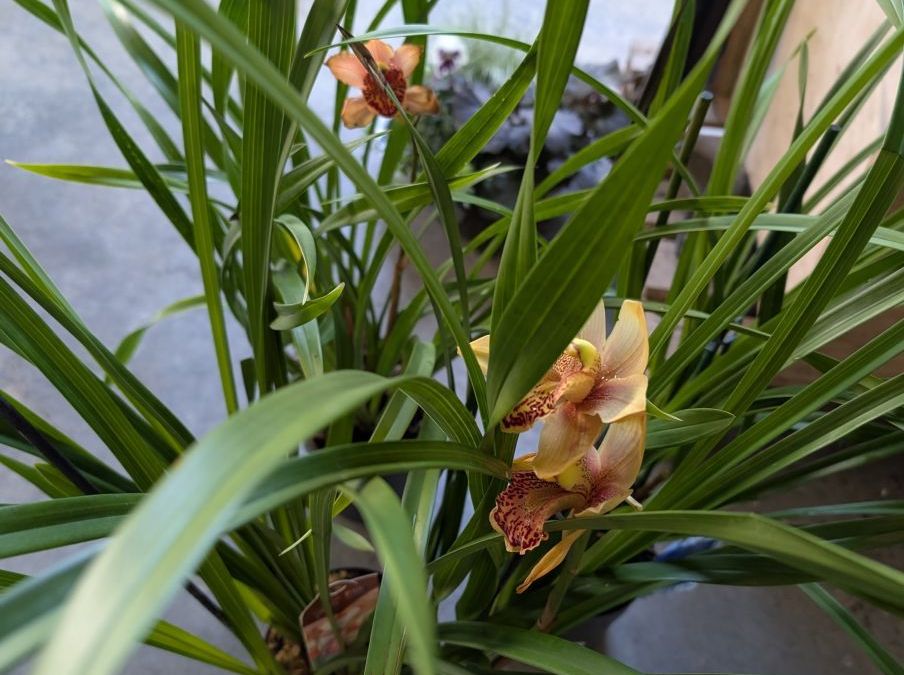 CYMBIDIUM