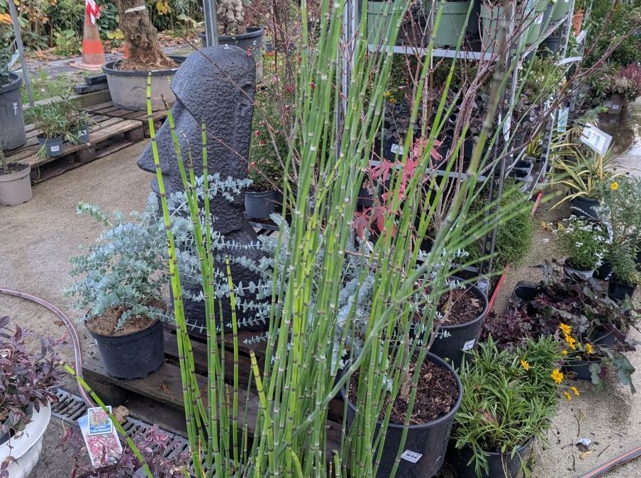 EQUISETUM-GROS LITRAGE 29€