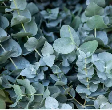 EUCALYPTUS-CINEREA-SILVER-DOLLAR