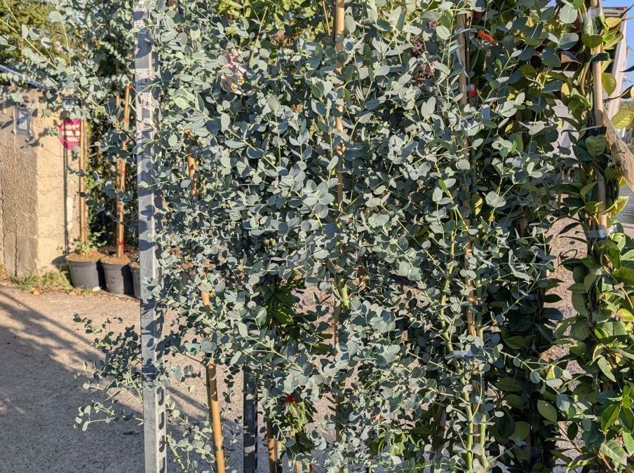 EUCALYPTUS-GUNII    39€90