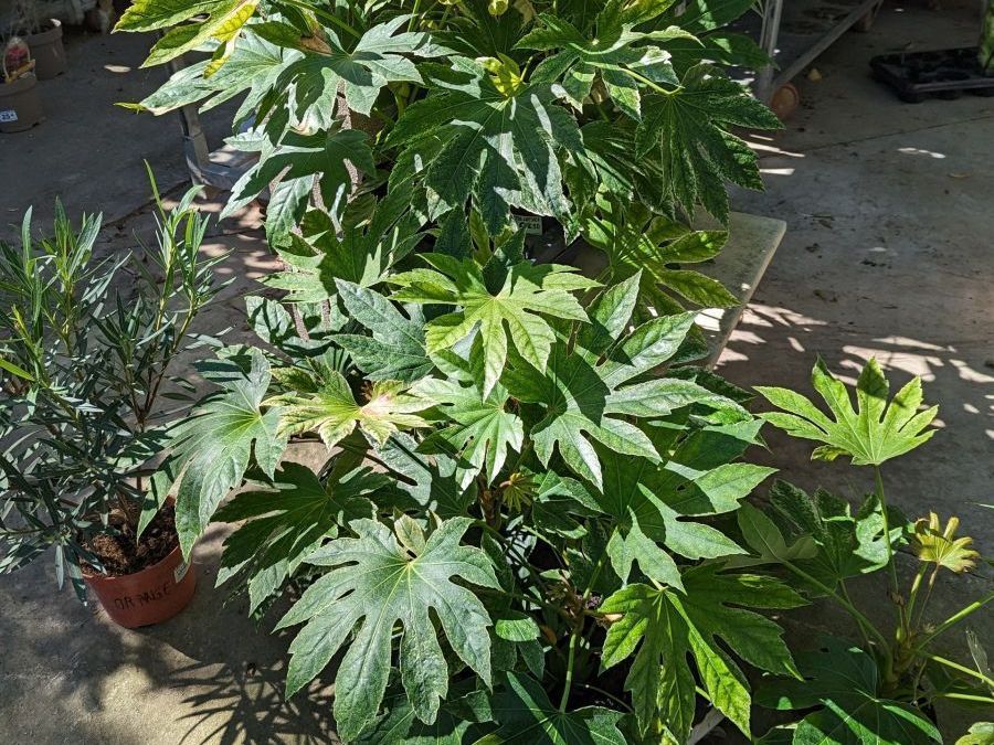 FATSIA-JAPONICA 19€50