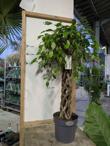FICUS-REGINA-