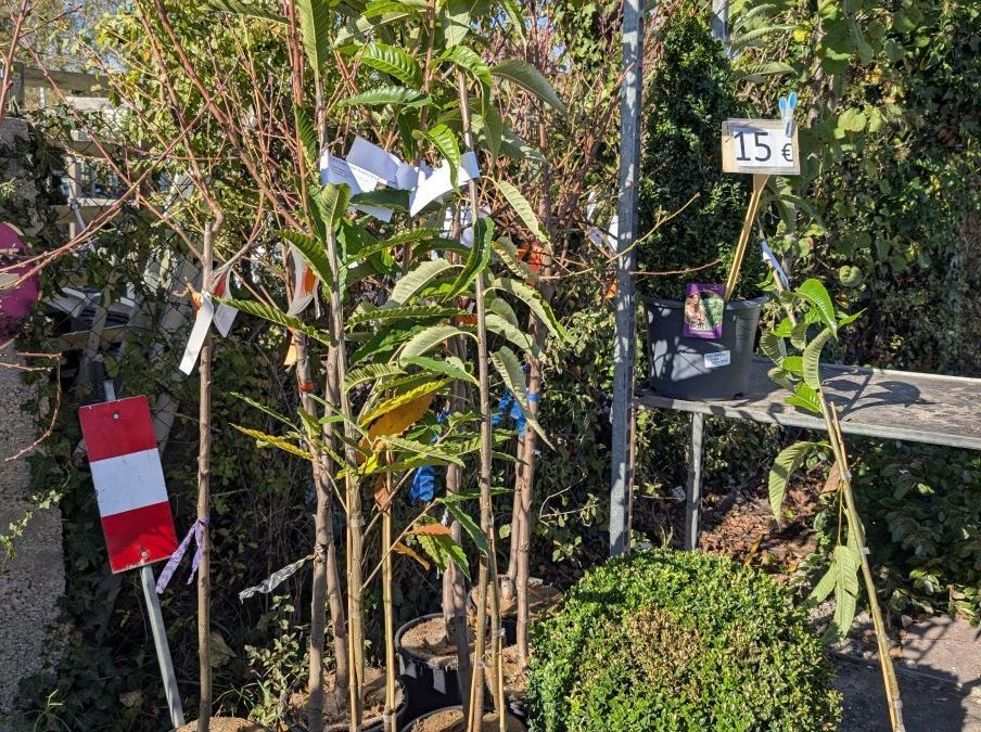 CHATAIGNER - CASTANEA SATIVA