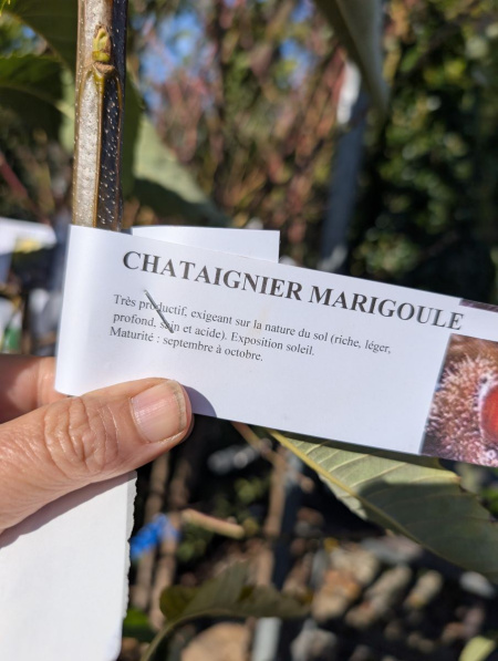 FRUITIER-CHATAIGNIER