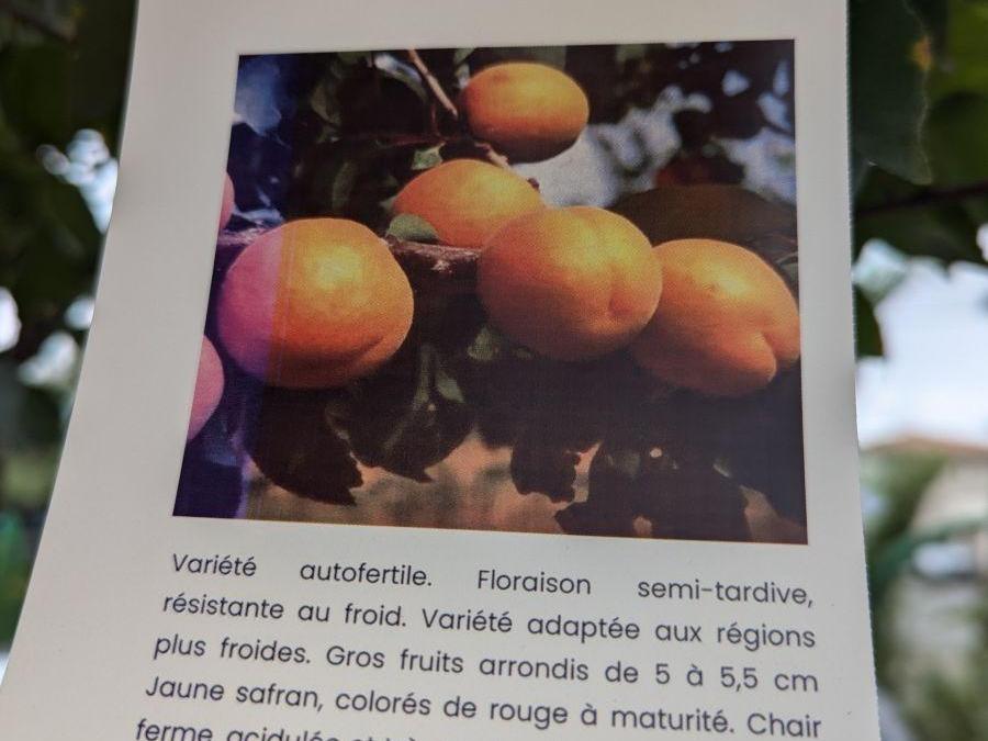 FRUITIER-ABRICOTIER-BERGERON-AUTO-FERTILE