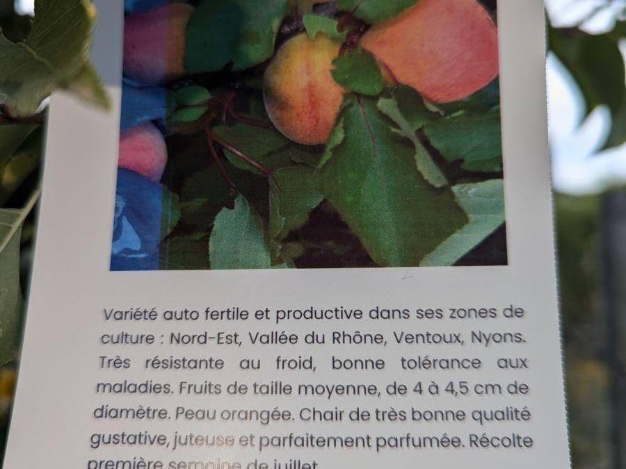 FRUITIER-ABRICOTIER-POLONAIS-AUTO-FERTILE