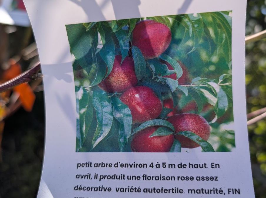 FRUITIER-BRUGNON-BIG-TOP