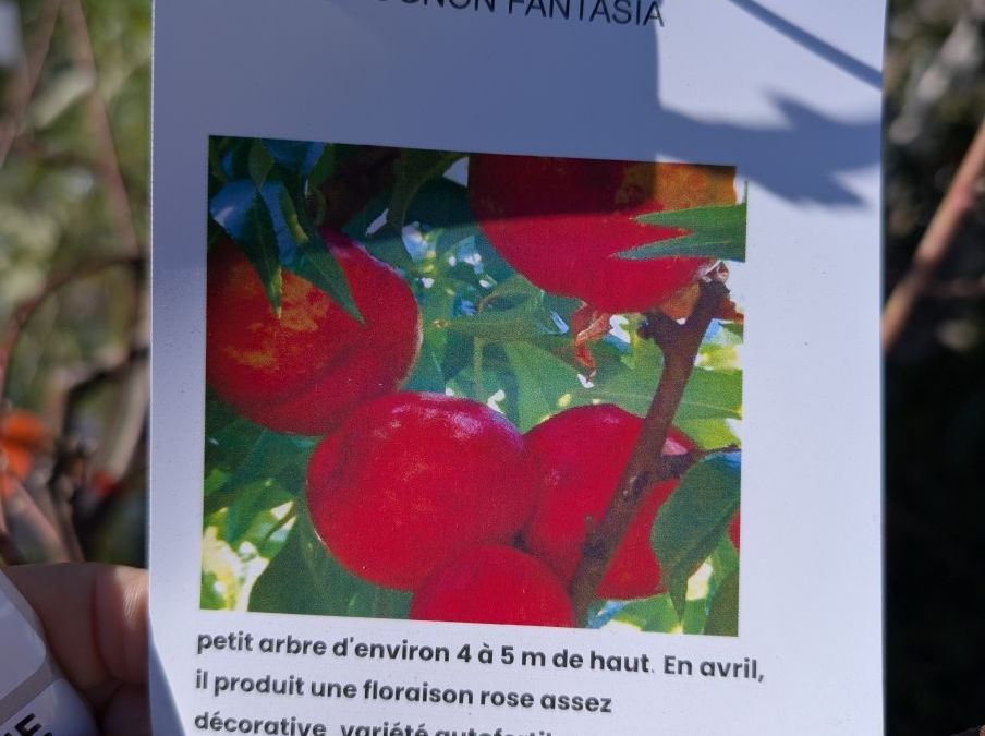 FRUITIER-BRUGNON-FANTASIA-