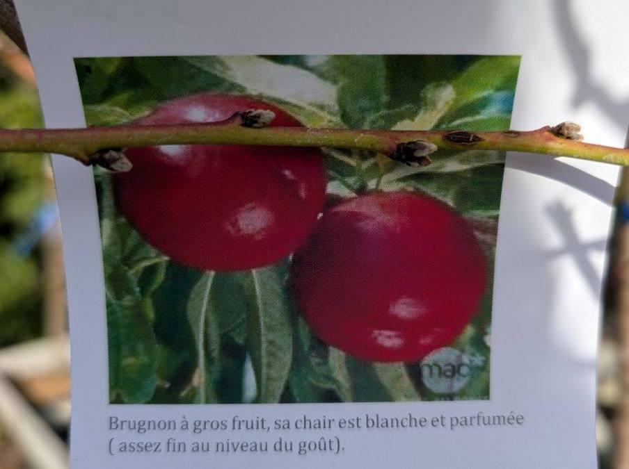 FRUITIER-BRUGNON-JACQUOTTE
