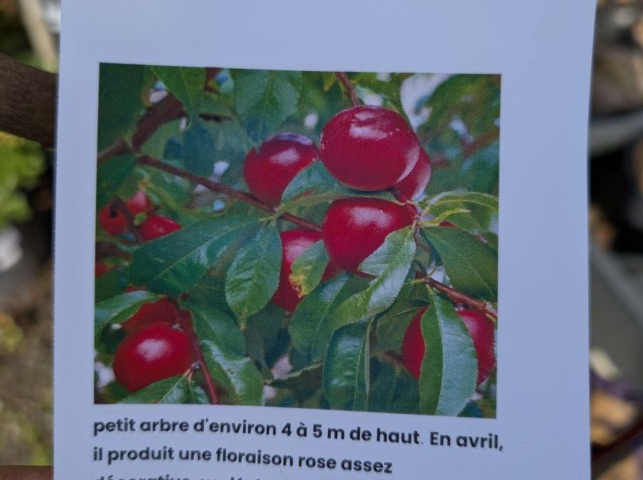 FRUITIER-BRUGNON-NECTARED