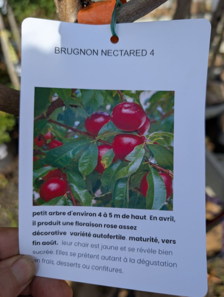 FRUITIER-BRUGNON-NECTARED