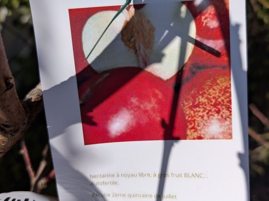 FRUITIER-BRUGNON-SNOWQUEEN