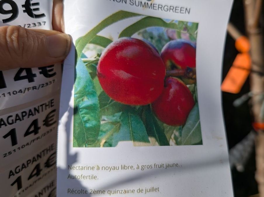 FRUITIER-BRUGNON-SUMMERQUEEN