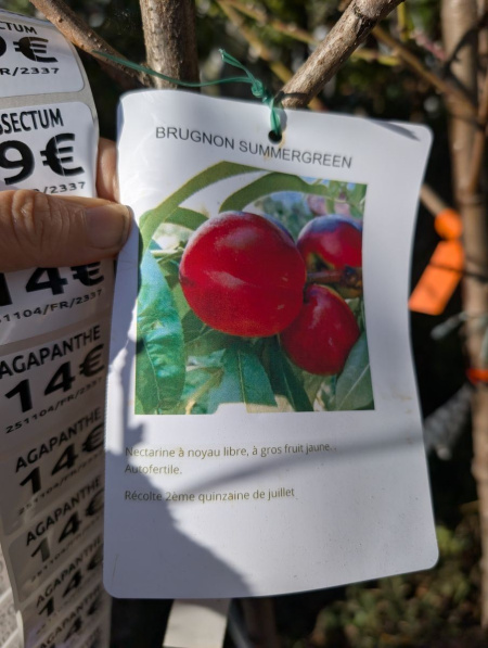 FRUITIER-BRUGNON-SUMMERQUEEN