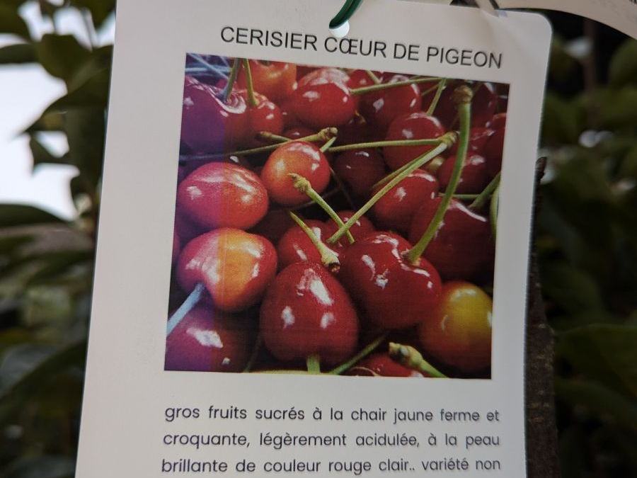 FRUITIER-CERISIER-BOEUR-DE-PIGEON