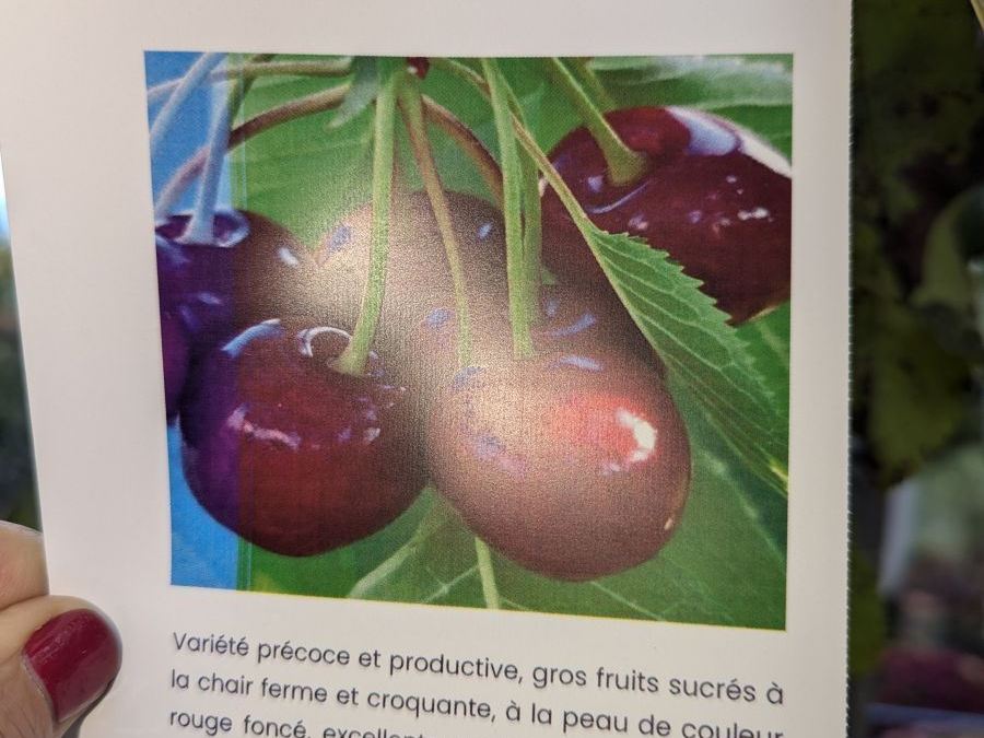 FRUITIER-CERISIER-BURLAT