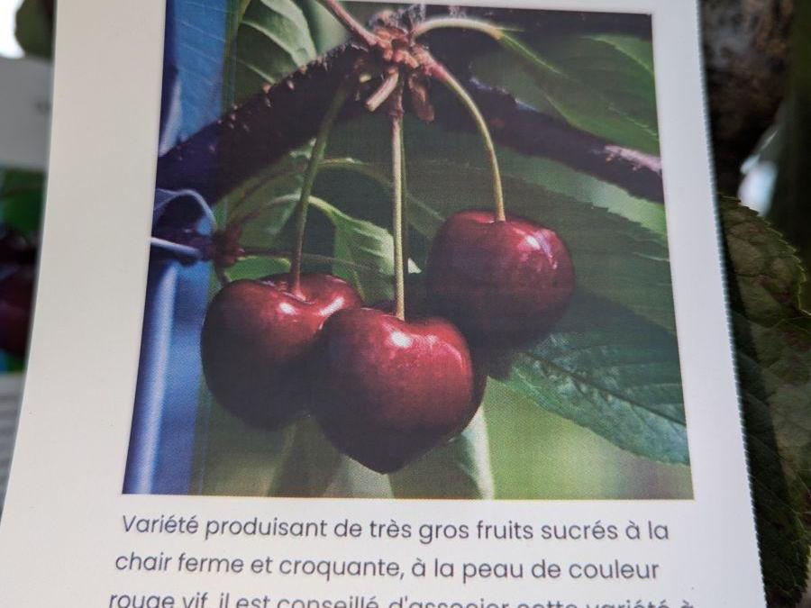 FRUITIER-CERISIER-SUMMIT