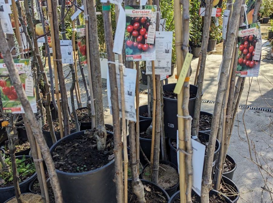 FRUITIER-CERISIERS
