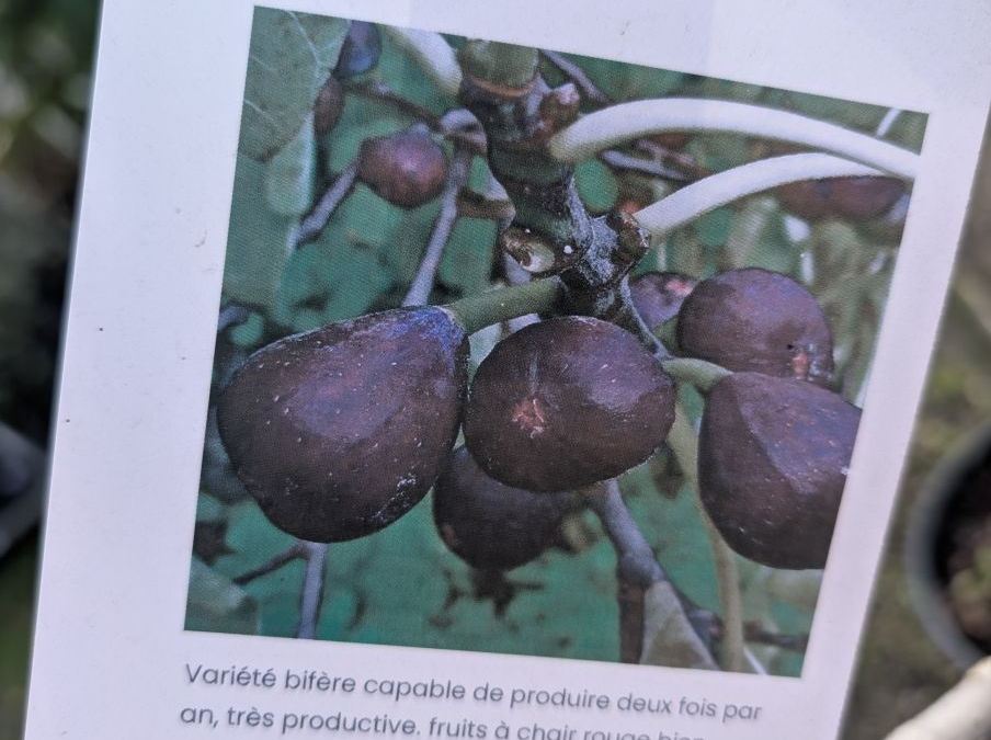 FRUITIER-FIGUIER-SULTANE