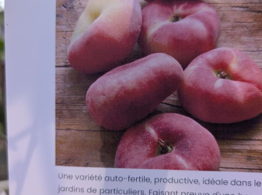 FRUITIER-PECHE-PLAT-BLANC