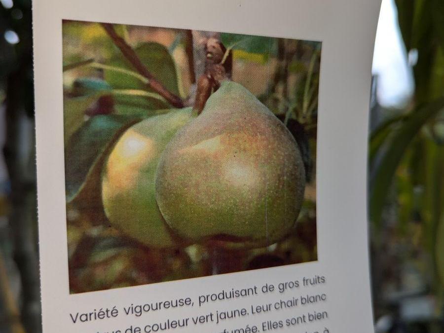 FRUITIER-POIRIER-COMICE