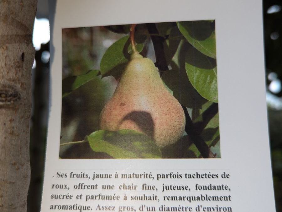 FRUITIER-POIRIER-WILLAM