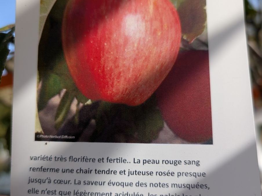 FRUITIER-POMMIER-CALVILLE-ROUGE