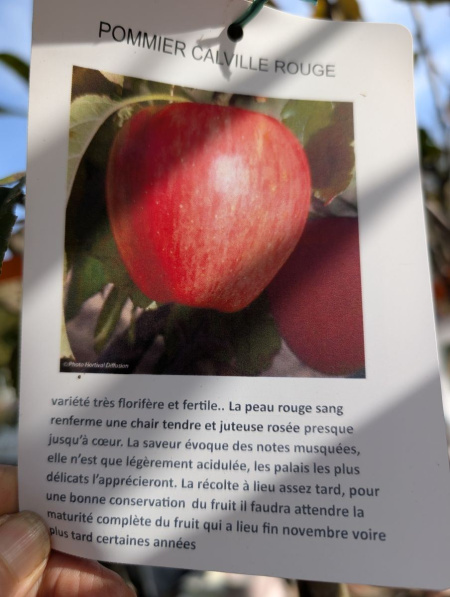 FRUITIER-POMMIER-CALVILLE-ROUGE