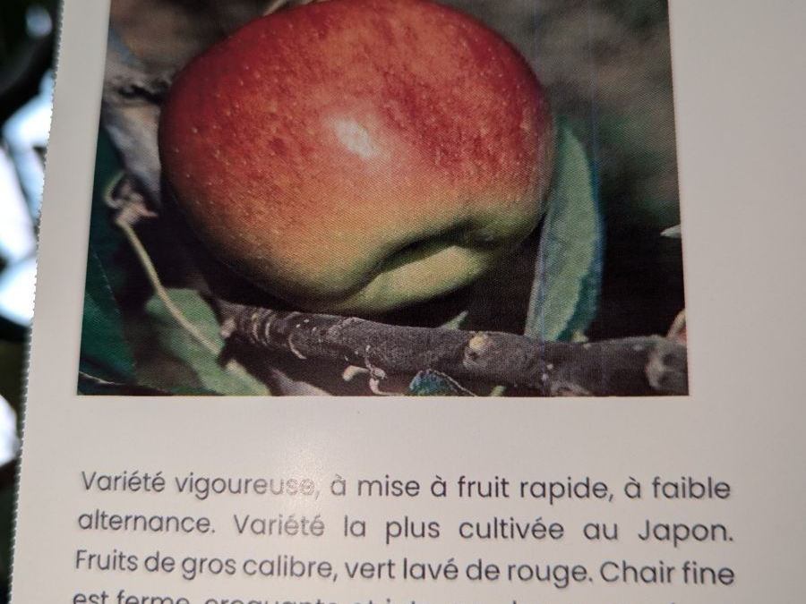 FRUITIER-POMMIER-FUJI