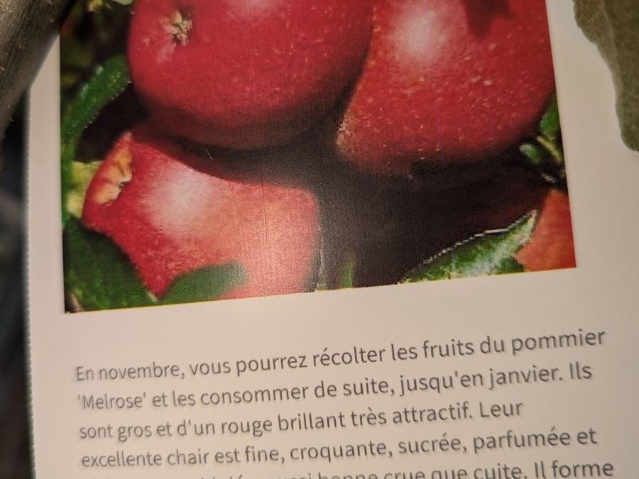 FRUITIER-POMMIER-MELROSE