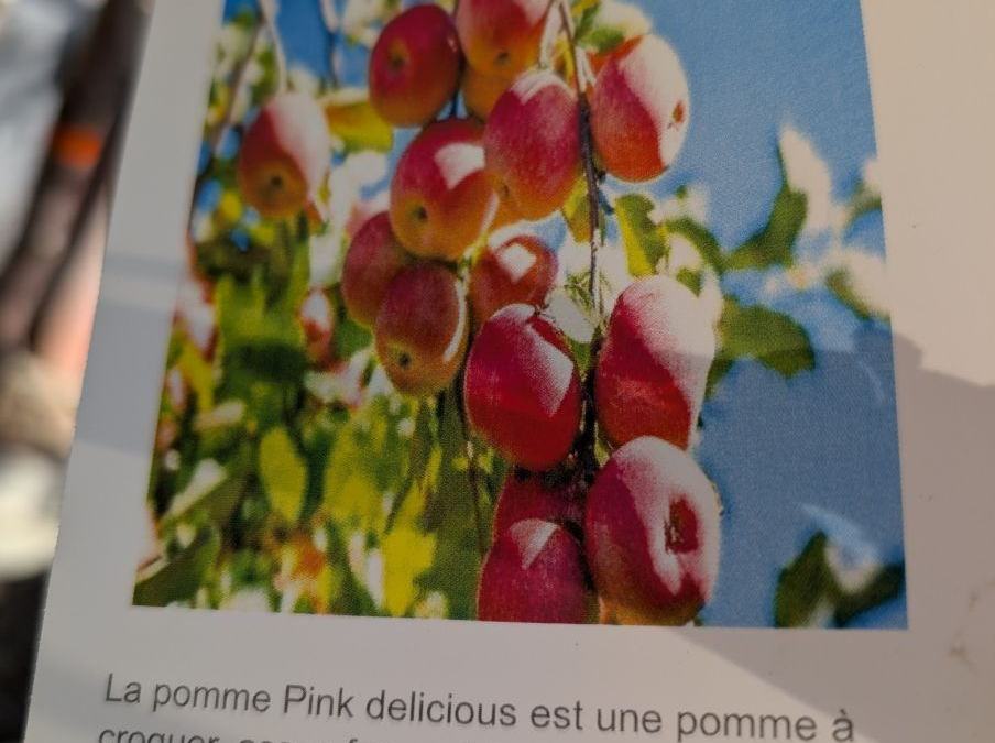 FRUITIER-POMMIER-PINK-DELICIOUS