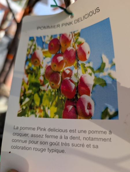 FRUITIER-POMMIER-PINK-DELICIOUS