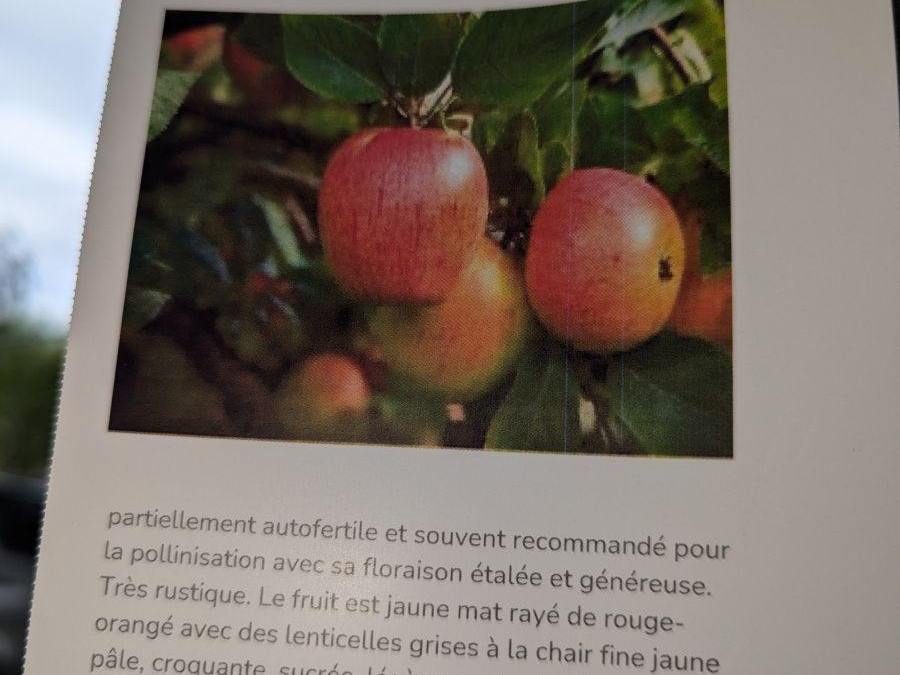 FRUITIER-POMMIER-REINE-REINETTE