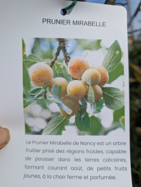 FRUITIER-PRUNIER-MIRABELLE
