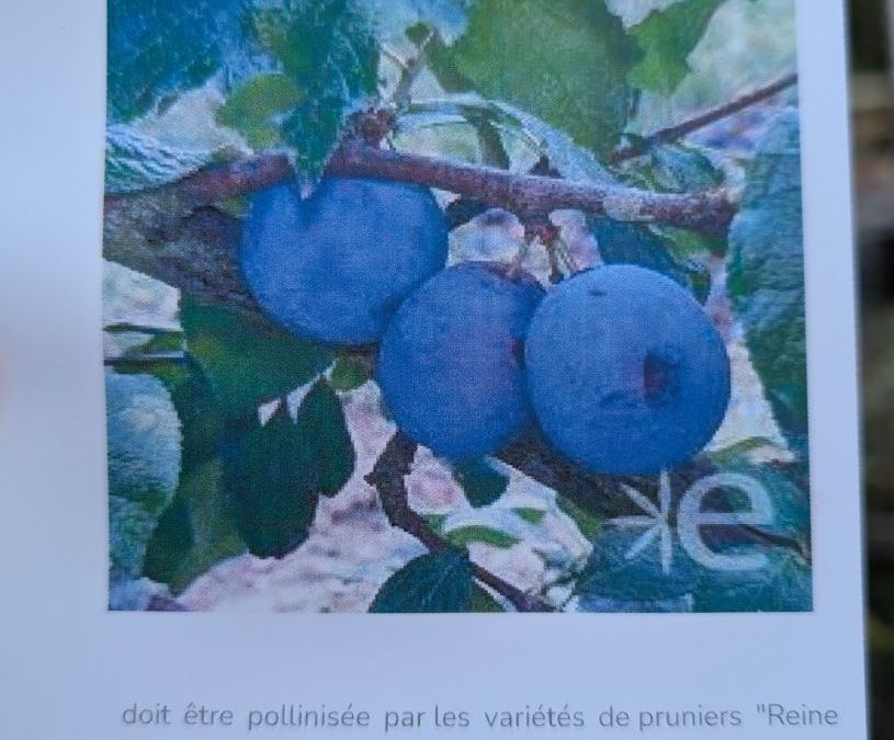 FRUITIER-PRUNIER-ROYAL