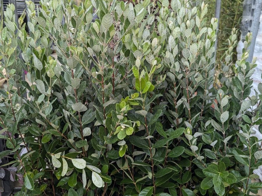 FEIJOA SELLOWIANA  - goyavier du bresil