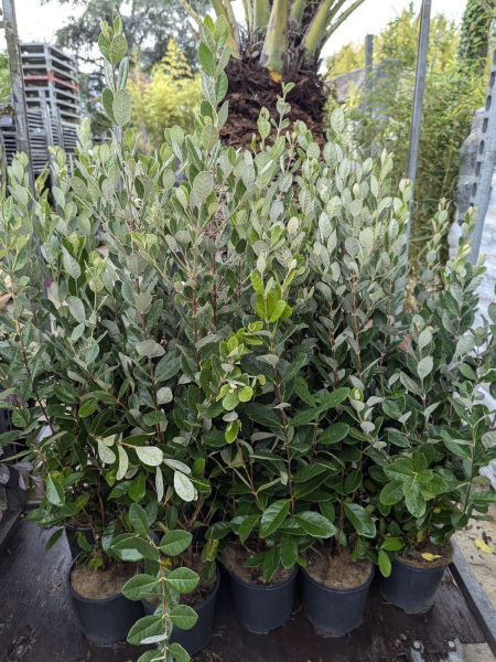 FEIJOA SELLOWIANA  - goyavier du bresil