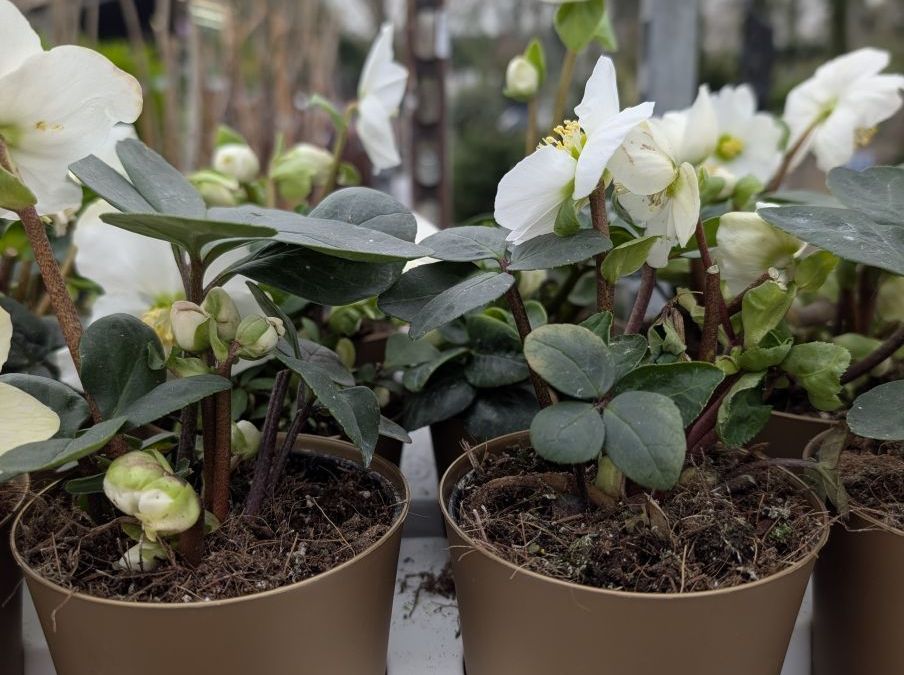 HELLEBORE-ROSE-DE-NOEL-1