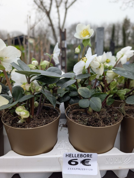 HELLEBORE-ROSE-DE-NOEL-1