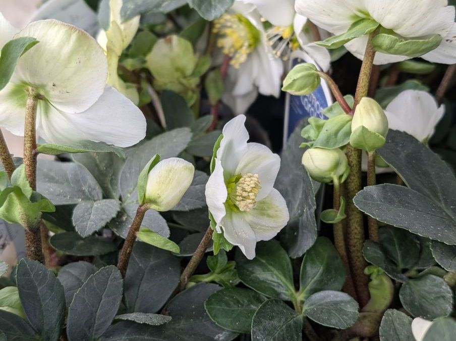 HELLEBORE-ROSE-DE-NOEL-3