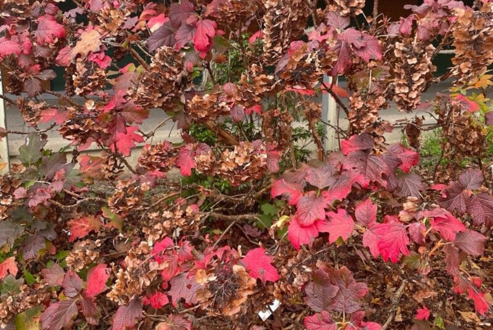 HORTENTIA-A-FEUILLE-DE-CHENE  16€