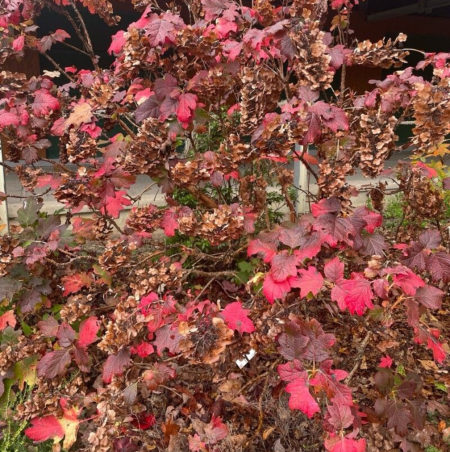 HORTENTIA-A-FEUILLE-DE-CHENE  16€