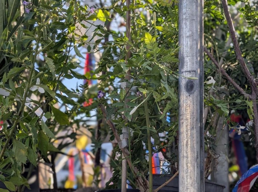 JASMIN-DE-GRASSE  14€50