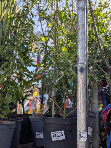 JASMIN-DE-GRASSE  14€50