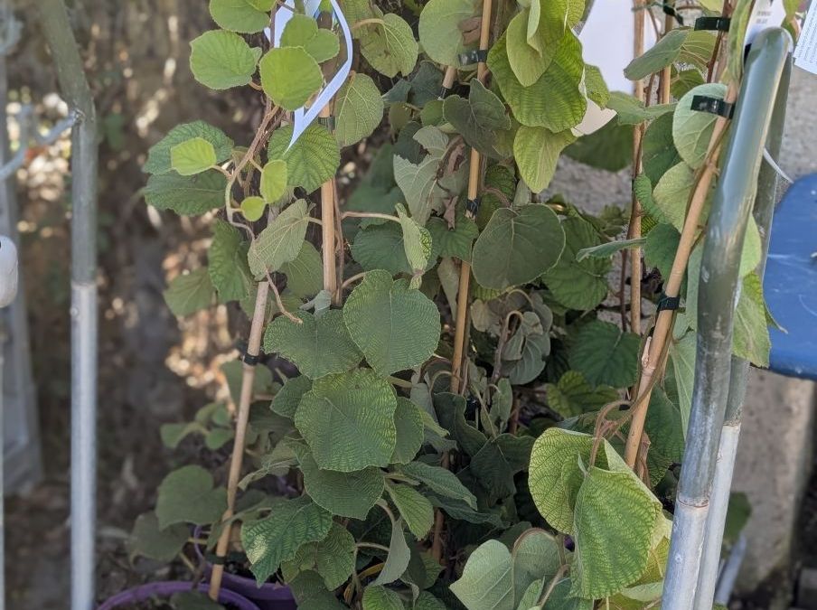 KIWI JAUNE  16€ PIEDS MALE ET FEMELLE